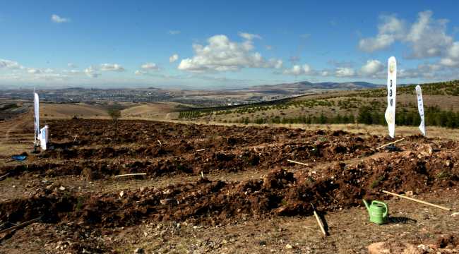 Kırşehir'de bir yılda 415 bin fidan dikildi