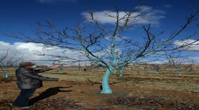 Kırşehir'de ceviz ağaçları 