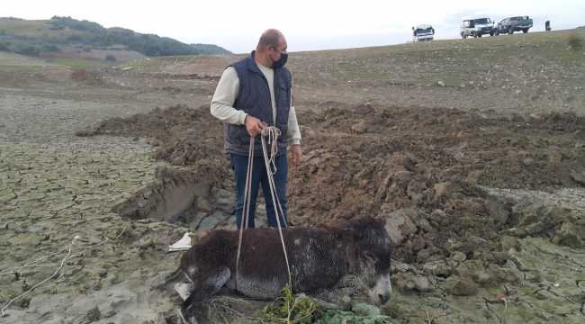 Mersin'de bataklığa saplanan yaralı eşek iş makinesiyle kurtarıldı