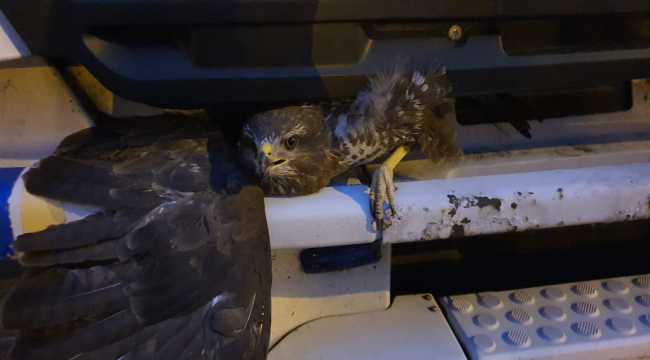 Mersin'de kamyonun kupasına sıkışan yaralı şahin kurtarıldı