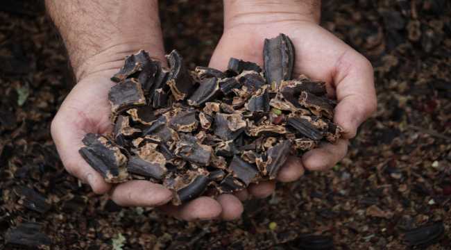 Mersin'de keçiboynuzunun pekmeze yolculuğu başladı