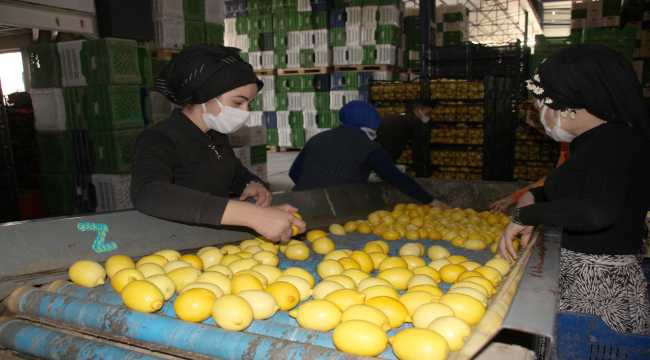 Mersin'de narenciye paketleme tesislerinde yoğunluk yaşanıyor