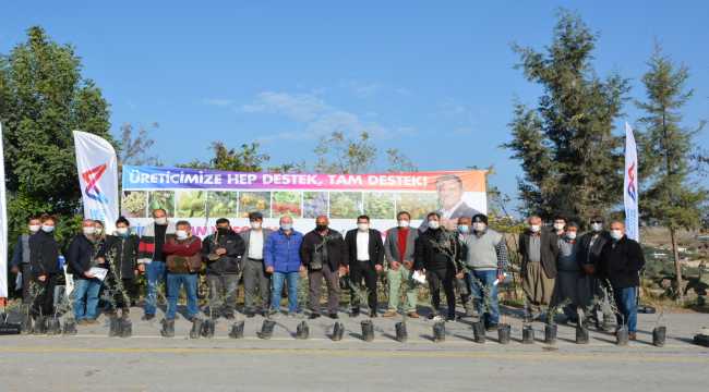 Mersin'de üreticilere tescilli Tarsus sarıulak zeytini fidanı dağıtıldı