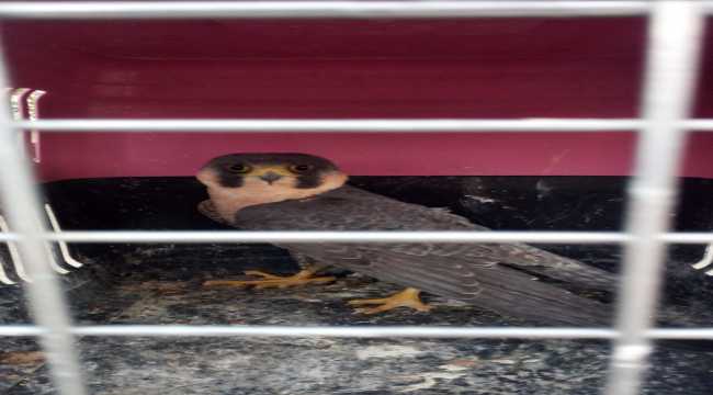 Mersin'de yaralı şahin tedaviye alındı