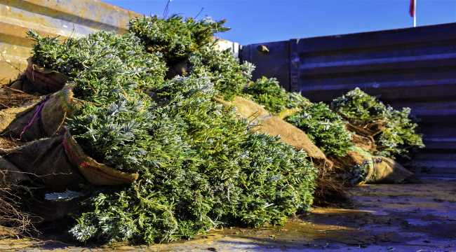 Belediye çiftçilere lavanta fidesi dağıtıyor