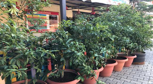 Okulda kamkat yetiştirip reçelini yaptılar