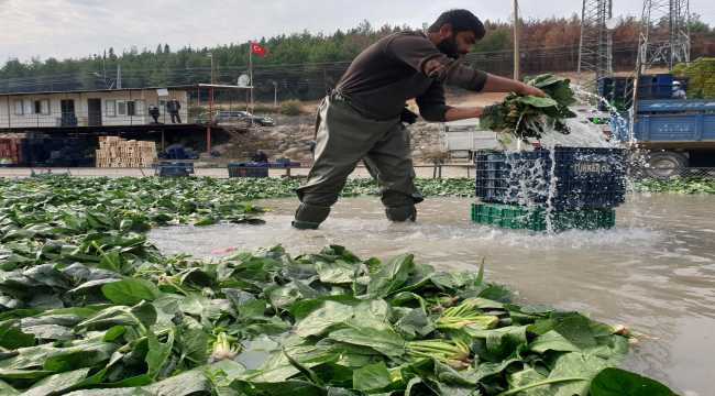 Osmaniye'de ıspanak hasadı