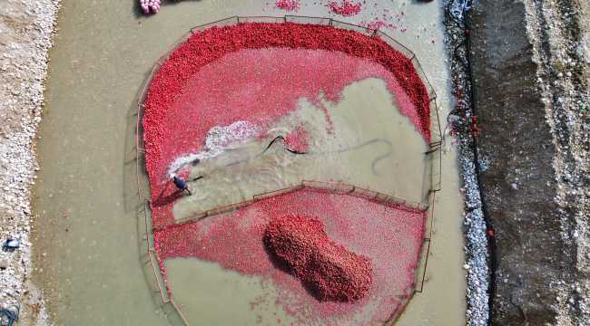 Osmaniye'de üretilen turplar kadınların zorlu mesaisiyle sofralardaki yerini alıyor