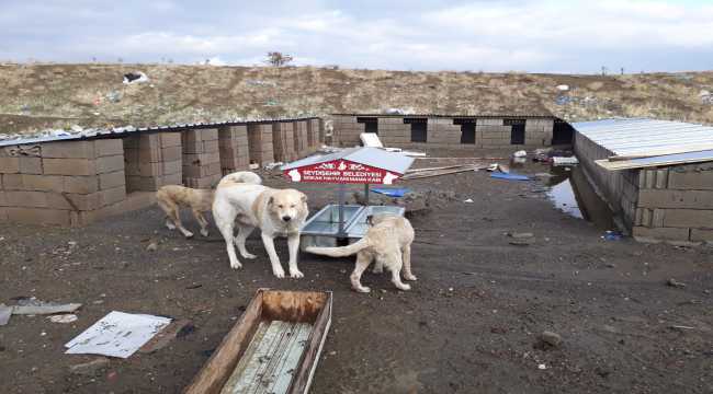 Seydişehir Belediyesi ekiplerinden sokak hayvanları için çalışma