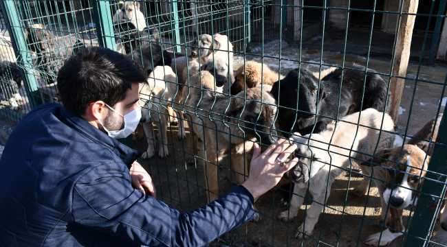 Sivas Belediyesi Kovid-19 salgın sürecinde yüzlerce sokak hayvanına şifa dağıttı