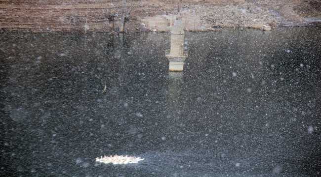 Sivas'ta çiftlikten kaçan kazlar girdikleri baraj gölünü şenlendirdi