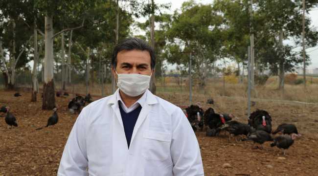 Üniversite kampüsünde yetiştirilen hindiler yılbaşı sofraları için hazır 