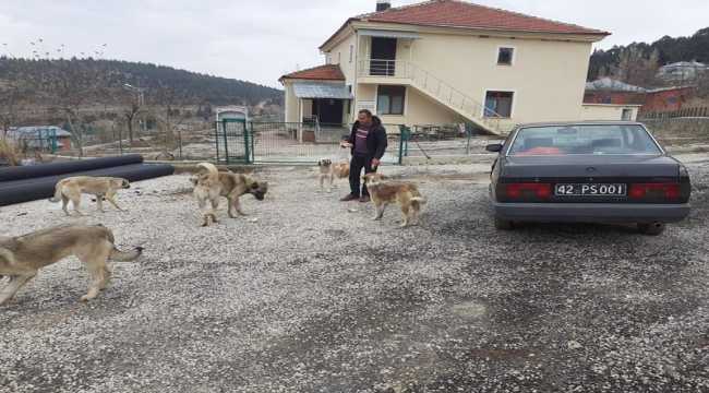 Yalıhüyük Belediyesi'nden sokak hayvanlarına yiyecek desteği