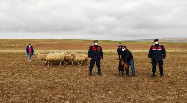 Yozgat'ta kaybolan küçükbaş hayvanları jandarma buldu