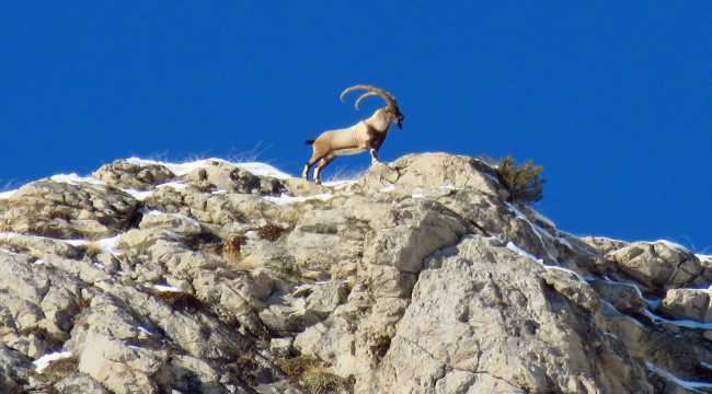 Aladağlar'daki yaban keçisi sayısı 1783'e ulaştı