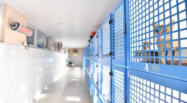 Antalya'da barınaktaki hayvanlar için elektrikli ısıtıcı kuruldu 