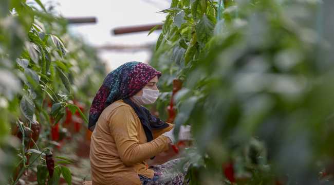 Antalya'da seralarda üretim kısıtlamada da devam etti