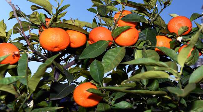 Turunç ağaçlarının meyveleri hediyelik reçel olacak