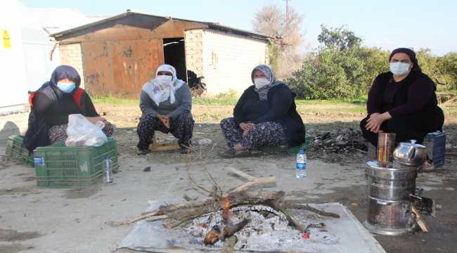 150 adet ağaçları kesilince şikayetçi oldular