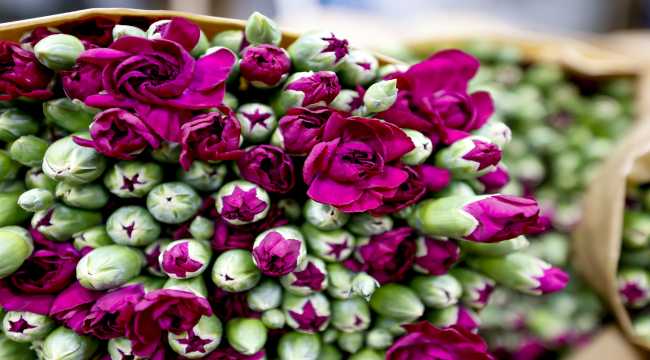 Çiçek sektöründen 83 ülkeye 107 milyon dolarlık ihracat