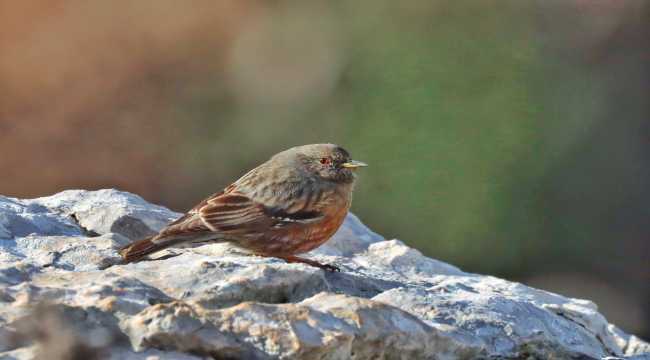 Hatay'da büyük dağ bülbülü kuşu görüntülendi