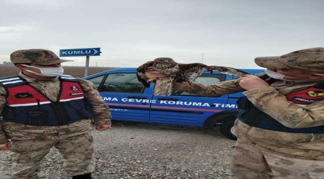 Hatay'da jandarmanın bulduğu yaralı şahin tedavi altına alındı