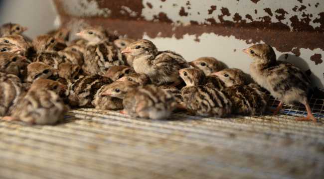 Kahramanmaraş'ta 2020 yılında 15 bin kınalı keklik yetiştirildi