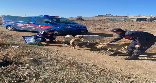 Jandarma kısıtlamada sokak hayvanlarını unutmadı