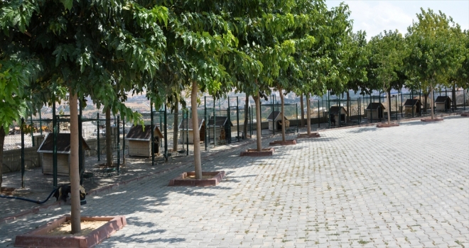 Kırşehir'de Kovid-19 sürecinde 130 sokak hayvanı sahiplendirildi