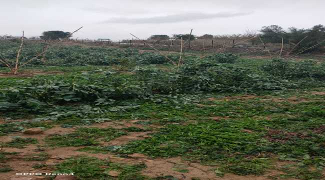 Mersin'de dolu yağışı 600 dekar tarım arazisine zarar verdi