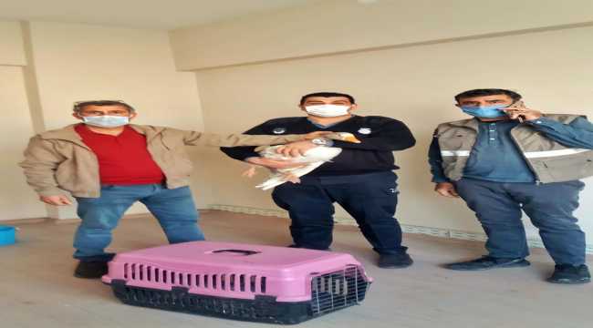 Mersin'de yaralı yaban kazı tedaviye alındı