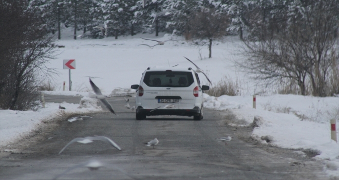Aç kalan martı sürüleri yolları mesken tuttu