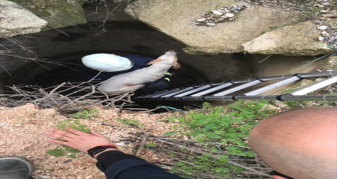 Antalya'da kuyuya düşen köpeği itfaiye ekipleri kurtardı