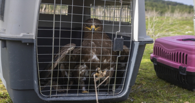 Antalya'da tedavileri tamamlanan iki şahin ile bir kartal doğaya salındı