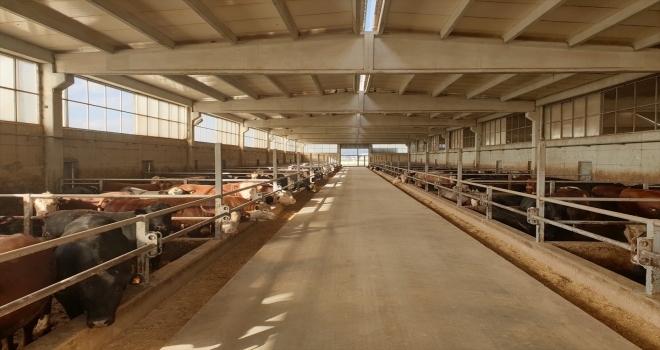 Beydeğirmeni Besi Bölgesine kurulacak biyogaz tesisinin ihalesi yapıldı