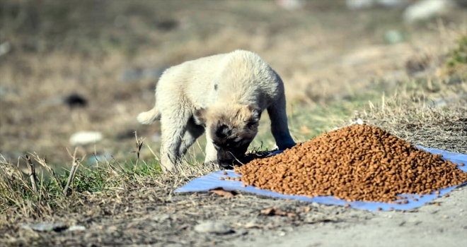 Beypazarı Belediyesinden sokak hayvanlarına yem 