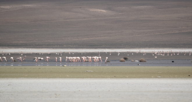 Flamingoların Düden Gölü'ne erken gelmesi doğaseverleri endişelendirdi