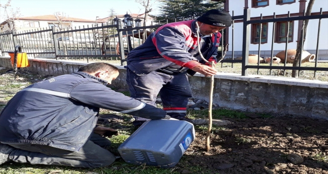 Güdül Belediyesi parklarla ve bazı noktalara karadut fidanı dikti