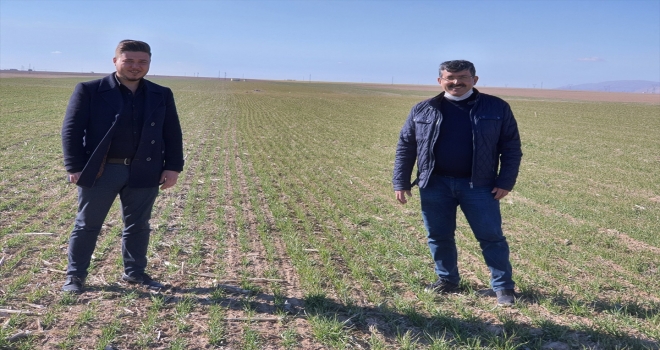 Karapınar çiftçisi yağışlardan memnun