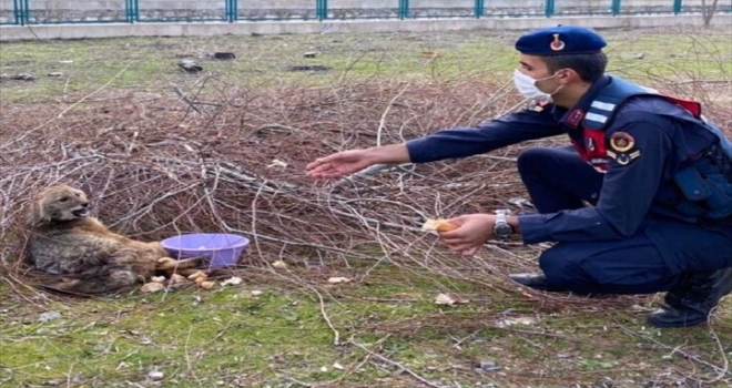 Mihalgazi'de yaralı bulunan tilki tedavi edildi
