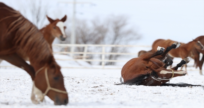 Şampiyonların tayları 