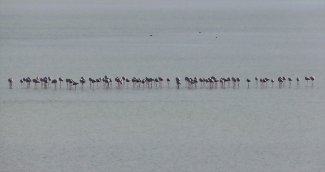 Seyfe Gölü Kuş Cenneti, yağışların ardından flamingo, ördek ve angutlarla şenlendi