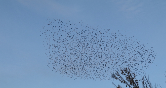 Sığırcıkların gökyüzündeki toplu 