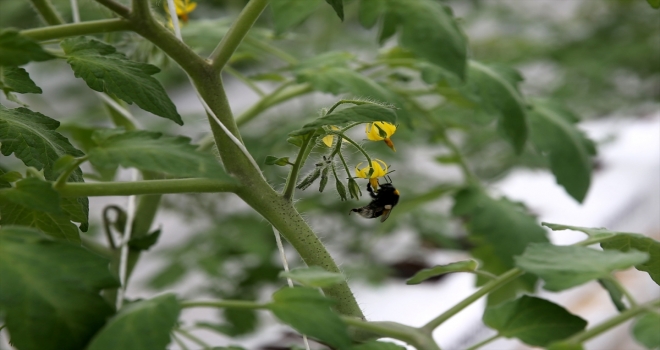 Sivas'ın ilk jeotermal serasında ürünler baş gösterdi 