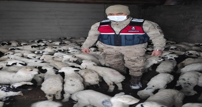 Sivas'ta çatısı çöken ağıldaki 700 koyunu jandarma ekipleri kurtardı