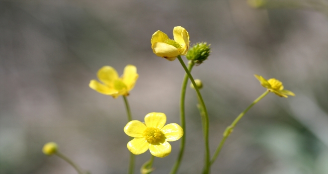 Tuz Gölü havzasında yeni bitki türü keşfedildi