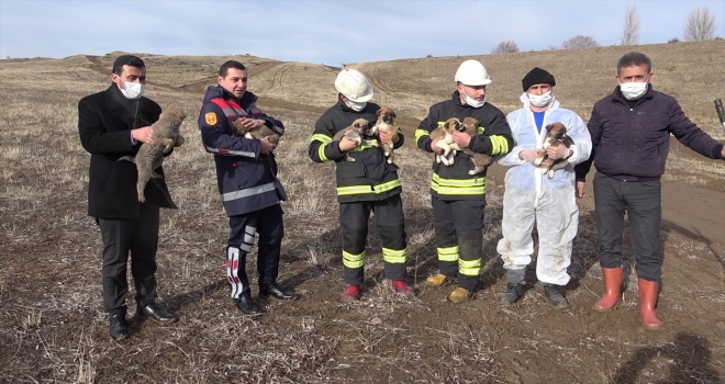 Yozgat'ta menfeze sığınan 7 yavru köpek kurtarıldı