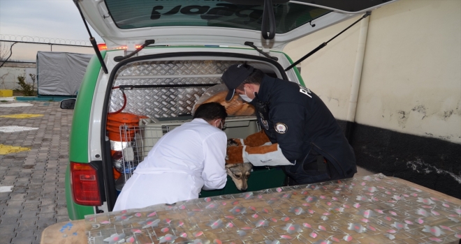 Aksaray'da otomobilin çarptığı köpek HAYDİ ekiplerince kurtarıldı