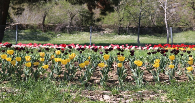 Antalya'da 10 bin lale soğanının açan çiçekleri görsel şölen sunuyor