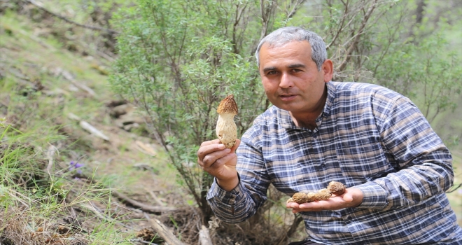 Antalya'da ormanlık alanlardan toplanan kuzugöbeği mantarı gelir kapısı oldu